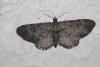 Eupithecia intricata